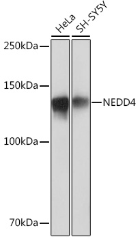 A4385_1.jpg