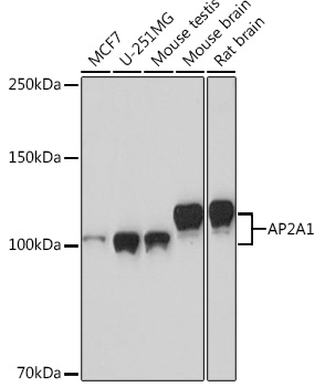 A4403_1.jpg