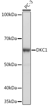 A4407_1.jpg