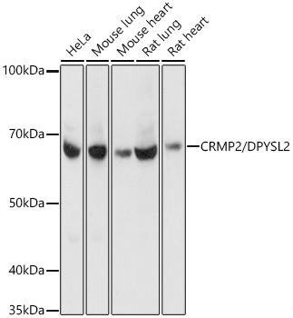 A4411_1.jpg
