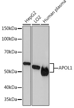A4412_1.jpg