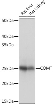 A4435_1.jpg