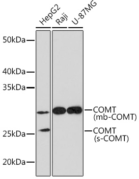 A4435_2.jpg