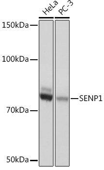 A4460_1.jpg
