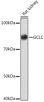 A4499_1.jpg