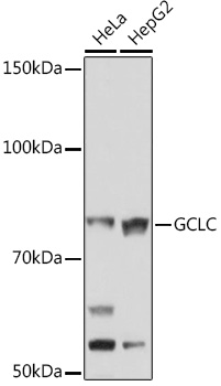 A4499_2.jpg