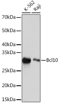A4520_1.jpg