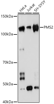 A4577_1.jpg