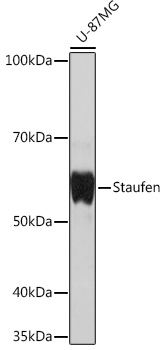 A4619_1.jpg