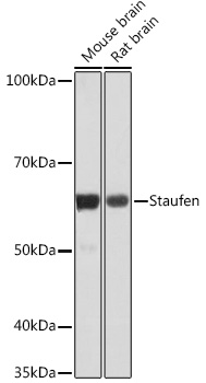 A4619_2.jpg