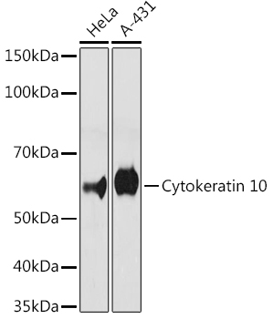 A4669_1.jpg