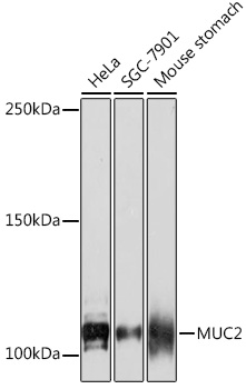 A4767_1.jpg
