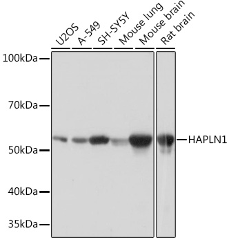 A4815_1.jpg