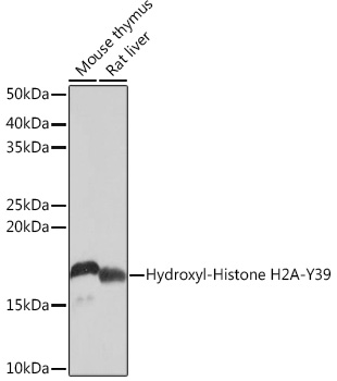 A4827_2.jpg