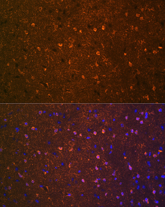 A4873_2.jpg