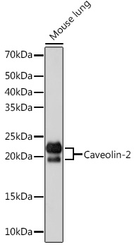 A4890_1.jpg