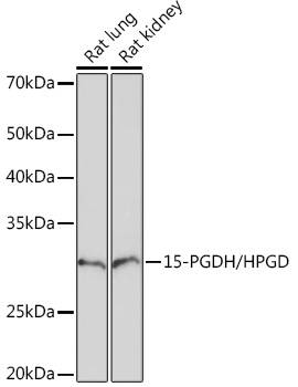 A5024_1.jpg