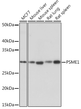 A5070_1.jpg