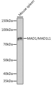A5098_1.jpg