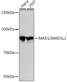 A5098_2.jpg