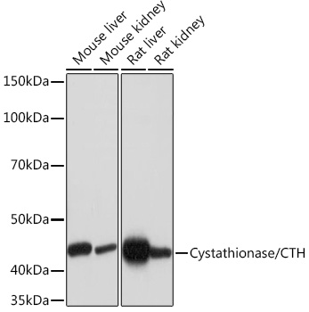 A5101_1.jpg