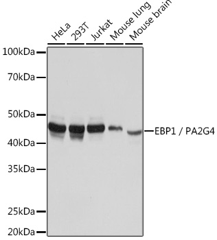 A5114_1.jpg