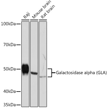 A5119_1.jpg