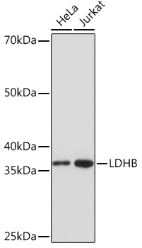 A5131_1.jpg