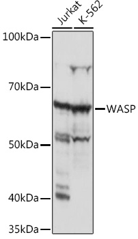 A5132_1.jpg