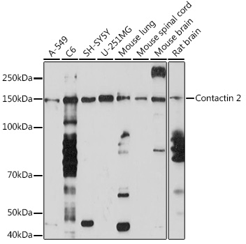 A5137_1.jpg