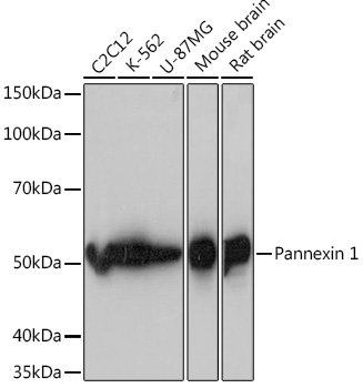 A5167_1.jpg