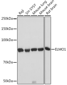 A5169_1.jpg