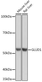 A5176_1.jpg