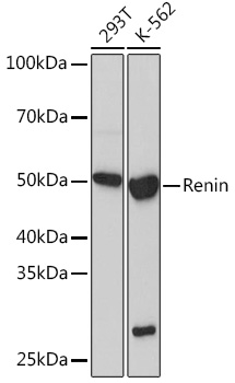 A5197_1.jpg