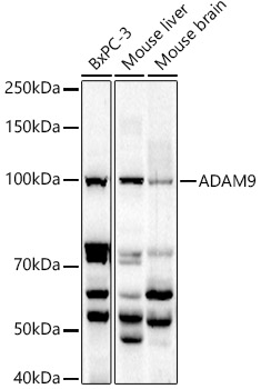 A5388_1.jpg