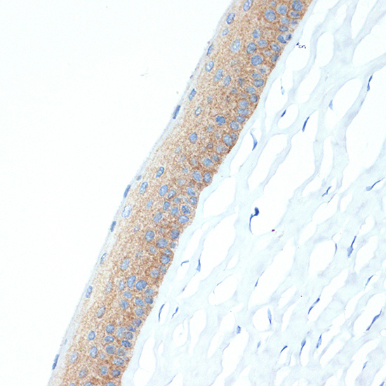 A5434_3.jpg