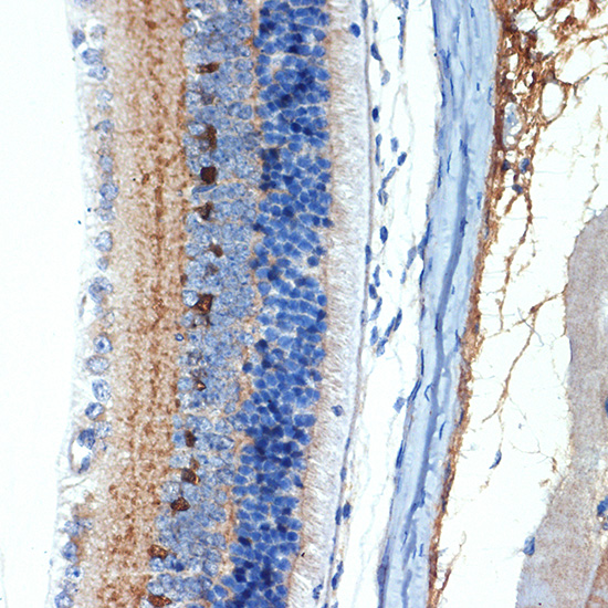 A5434_6.jpg