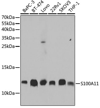 A5486_1.jpg