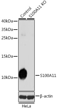 A5486_2.jpg