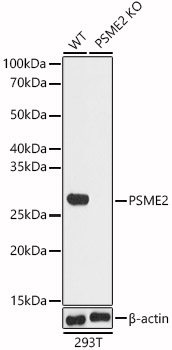 A5562_1.jpg