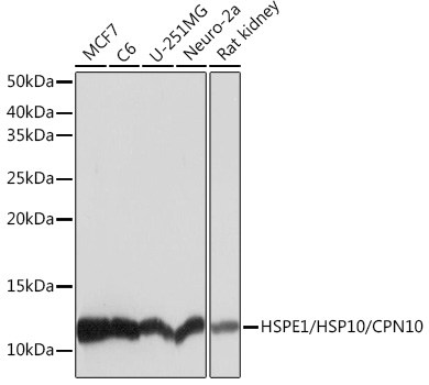A5580_1.jpg