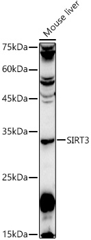 A5718_2.jpg