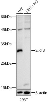 A5718_4.jpg
