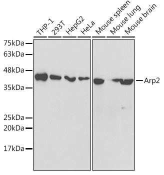 A5734_1.jpg