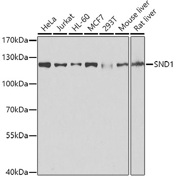 A5874_1.jpg