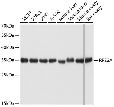 A5885_RPS3A_WB.jpg