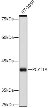 A5935_1.jpg
