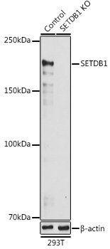 A6145_1.jpg
