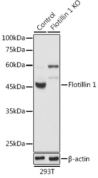 A6220_1.jpg