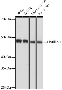 A6220_2.jpg